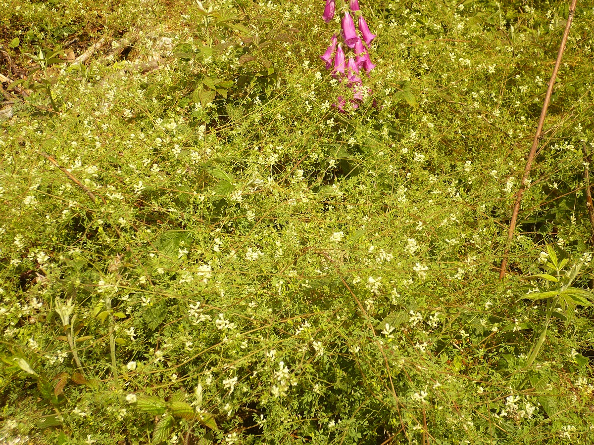 Ceratocapnos claviculata (Papaveraceae)